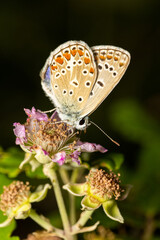 Macro photography of a butterfly