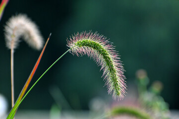Foxtail flower