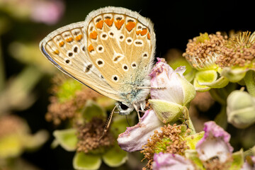 Macro photography of a butterfly