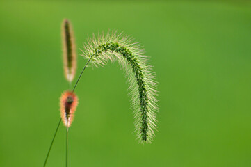 Obraz premium Foxtail flower