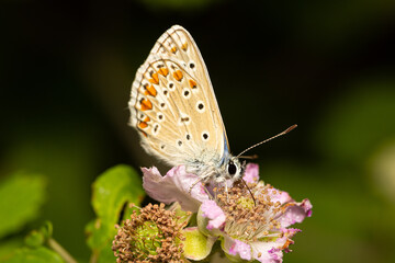 Obraz na płótnie Canvas Macro photography of a butterfly