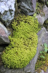 石がけに生えた苔です。