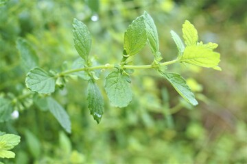 ミントのアップです。