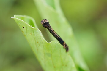 ソラマメの葉についたエダシャクの幼虫