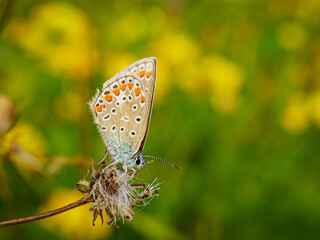Schmetterling auf der Wiese