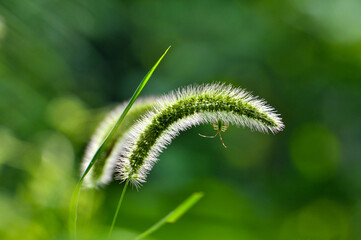 Foxtail flower