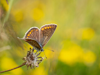 Schmetterling auf der Wiese