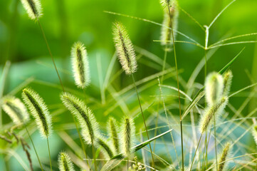Foxtail flower