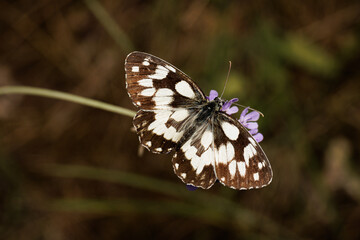 Macro photography of a butterfly