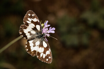 Macro photography of a butterfly