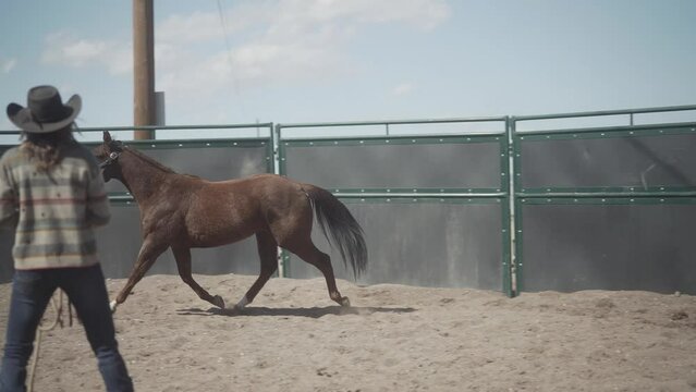 Horse walking getting led by cowgirl. Beautiful horse walking outside. Horses walking around an arena. Equine round pen with horse in it. Girl leading horse around. Equine trotting in round pen.