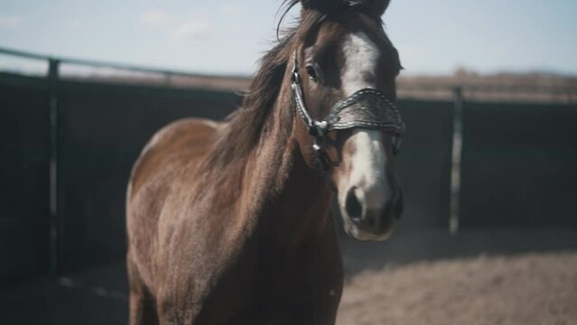 Horse walking getting led by cowgirl. Beautiful horse walking outside. Horses walking around an arena. Equine round pen with horse in it. Girl leading horse around. Equine trotting in round pen.