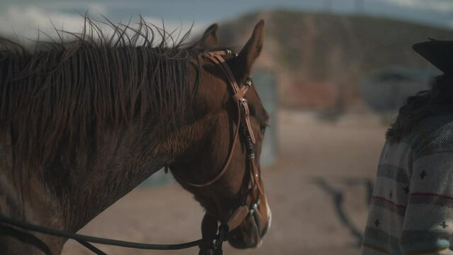 Horse walking getting led by cowgirl. Beautiful horse walking outside. Horses walking around an arena. Equine round pen with horse in it. Girl leading horse around.