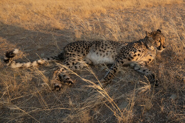 cheetah grassland Namibian post Kalahari