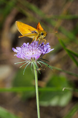 Macro photography of a butterfly