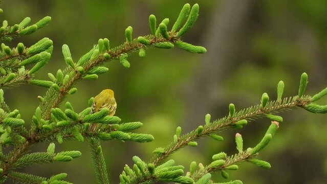 Tiny female yellow warbler songbird perched on green pine forest branches wilderness