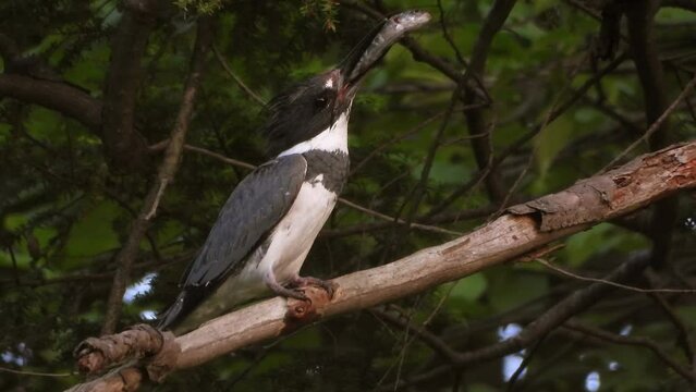 Beautiful black and white belted kingfisher perched on tree branch holding fish in its beak