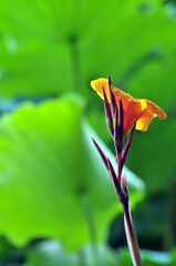 canna lily flowers