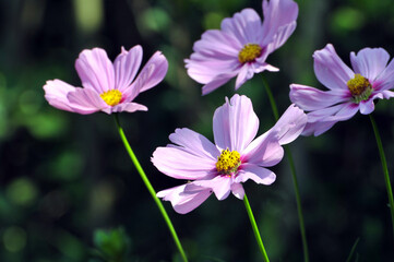 pink cosmos flower in garden