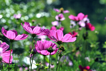 Fototapeta premium pink cosmos flower in garden
