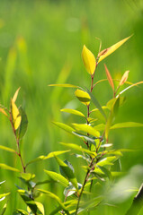 leaves of the sunlight