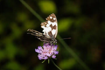 Macro photography of a butterfly