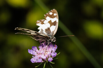Macro photography of a butterfly
