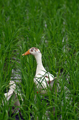 ducks in the rice fields