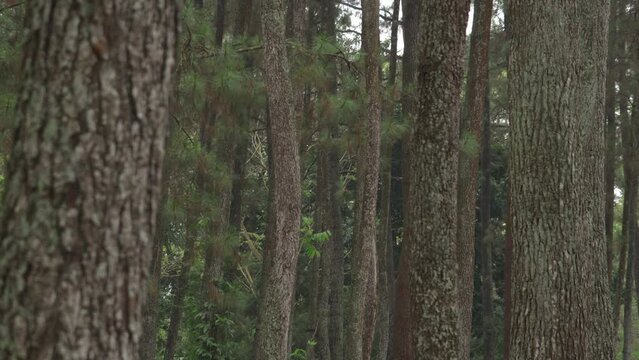 Pine Trees Pinus merkusii at Forest Park in Bandung West Java Indonesia