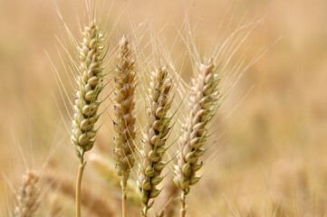 Fototapeta premium golden wheat field in summer