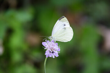 Macro photography of a butterfly