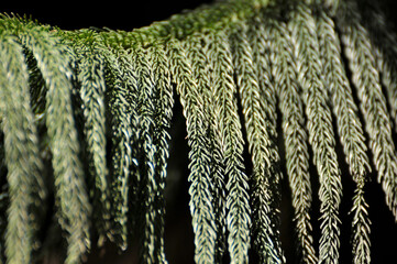  Close-up coniferous tree needle with spider web in sunrise