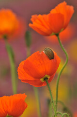 Obraz premium blossoming poppy flower