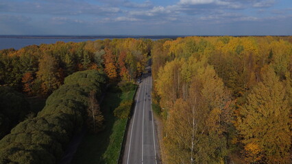 Forest road in autumn. Drone photo