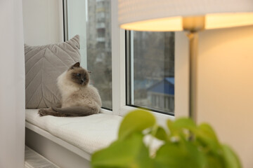 Cute Birman cat on windowsill near radiator at home