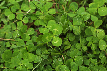 Beautiful green clover leaves and grass with water drops, top view