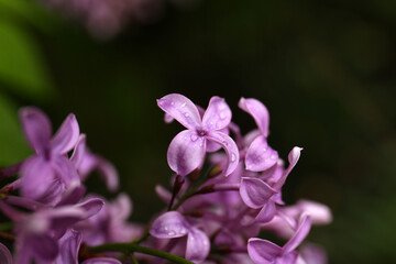 Fototapeta na wymiar Beautiful lilac flowers with water drops on blurred background, closeup