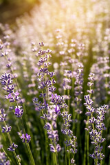 Beautiful lavender flowers growing in field on sunny day, closeup