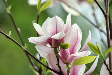 Magnolia tree with beautiful flowers on blurred background, closeup