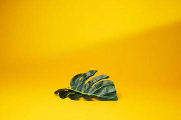 Leaf on a yellow background. - Summer concept..