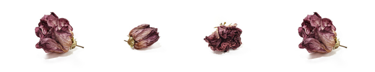 Dried hibiscus rose flower heads isolated on white background. Set of wilted rose flower