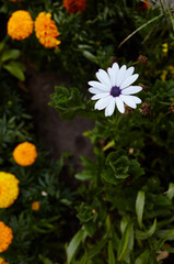 African daisy white flowers, with dark purple center. Family name Asteraceae or Compositae, Scientific name Osteospermum Fruticosum. Selective focus, blurred background