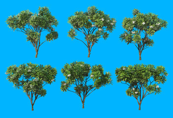 A tree with white flowers on a blue background.