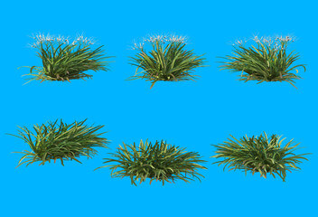 White flowers on a blue background