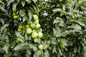 Ripe apples on a tree in a garden. Organic apples hanging from a tree branch in an apple orchard
