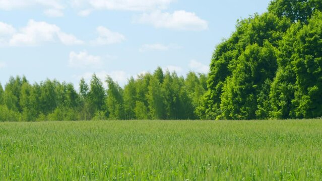 Fresh ears of young green wheat on nature in spring field. Crops growing in spring against the forest. Slow motion.