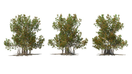 Eastern plants and plants with a white background