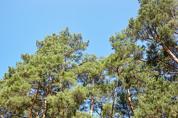Pine trees against the blue sky. View in to tall pine trees on a summers day
