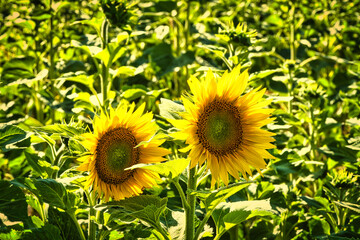 Sunflower shown individually on a sunflower field. Round yellow flower. Sunflower