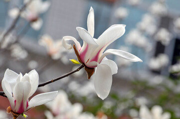  lovely magnolia blossom in springtime